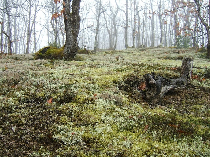 Mystical Grove